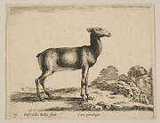 Plate 15: doe, from 'Various animals' (Diversi animali)
