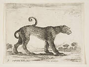Plate 9: leopard, from 'Various animals' (Diversi animali)