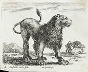 A Lion