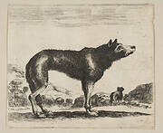 Plate 20: wolf, from 'Various animals' (Diversi animali)